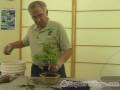 Nasıl Bonsai Ağaçlar Büyümeye: Bonsai Ağaçlar Repotting: Profesyonel Bonsai Büyüyen İpuçları Resim 4