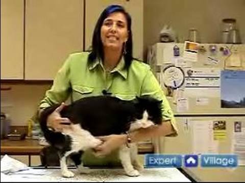Nasıl Kedi Doğurmak İçin: Yağ Yastıkları Kedinin Meme Bölgesi Yakınındaki Anlamak Resim 1