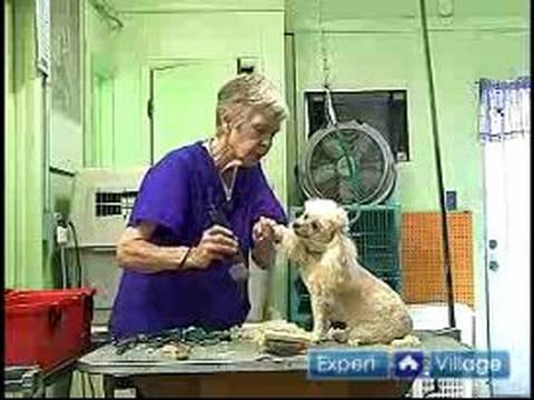 Nasıl Uzun-Kıl Köpek Damat: Nasıl Bacaklar Ve Boyun Dağınık Saçlı Bir Köpek Damat