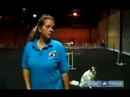 Köpekler İçin Çeviklik Eğitim: Lastik Köpek Çeviklik Eğitim İçin Kullanın