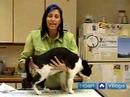 Nasıl Kedi Doğurmak İçin: Yağ Yastıkları Kedinin Meme Bölgesi Yakınındaki Anlamak Resim 3