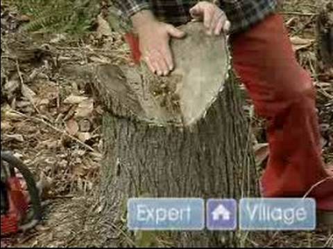Nasıl Bir Ağaç Kesme Yapılır: Bir Felling Kullanarak Kama Ne Zaman Bir Ağaç Kesme