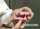 Kedi Diş Sağlığı Ve Diş Bakımı: Genetik Diş Hastalıkları İçinde Cats Resim 3