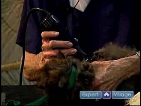 Nasıl Uzun Saçlı Cats Damat: Nasıl Keçeleşmiş Kedi Tüyü Klip
