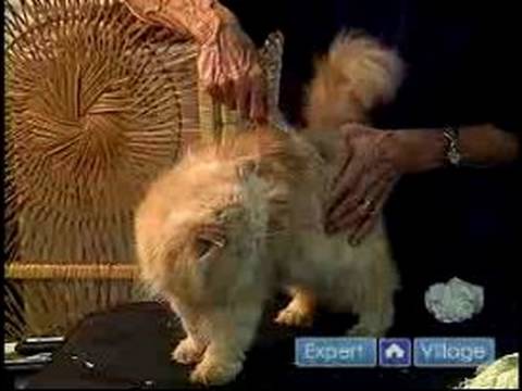 Nasıl Uzun Saçlı Cats Damat: Nasıl Kediler Tarak Resim 1