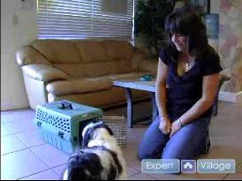 Nasıl House Tren Bir Köpek Yavrusu İçin: Kullanım Krater Terbiye Senin Köpek Yavrusu Evcilleştirmek İçin Yapılır