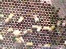 Arıcılık Sorumluları: Tatlım Bee Queens Resim 2