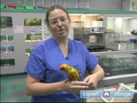 Nasıl Bir Evde Beslenen Hayvan Kuş Seçmek İçin: Senin Evde Beslenen Hayvan Kuş İle Bir Kuş Hayvan Hastalıklarıyla İlgili Bir Sağlık Kontrolü Almak Resim 1