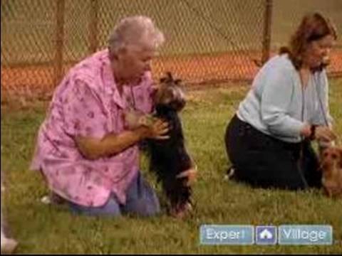 Köpek Gösterisi İçin : Bir Köpek Hazırlamak Profesyonel Köpek İşleyicileri Ve Köpek Eğitmek İçin Kullanılır 