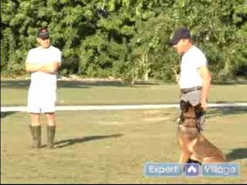 Schutzhund Eğitim Ve Kursları Bir Köpek Dahil: Köpek İtaat Terbiye İçin Bir Schutzhund Anlamak Resim 1