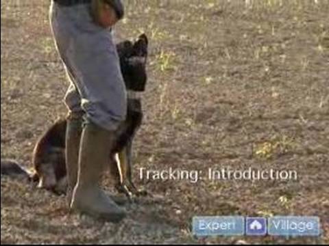 Schutzhund Eğitim Ve Kursları Bir Köpek Dahil: Schutzhund İzleme Anlamak Resim 1