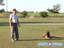 Schutzhund Eğitim Ve Kursları Bir Köpek Dahil: Köpek İtaat Terbiye İçin Bir Schutzhund Anlamak Resim 2