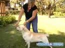 Köpek Bir Gösteri Köpek Hazırlayın : Göstermek İçin Bir Köpek Yüzüğü Ayarı  Resim 4