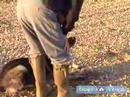 Schutzhund Eğitim Ve Kursları Bir Köpek Dahil: Schutzhund İzleme Anlamak Resim 4