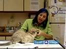 Boğucu Bir Kedi Tedavi Etmek İçin Nasıl Kedi Sağlık Acil :  Resim 3