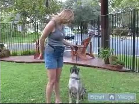 Köpek Eğitmek İçin Nasıl Bir Fişin Ne Temel Köpek Eğitimi Anlamak  Resim 1
