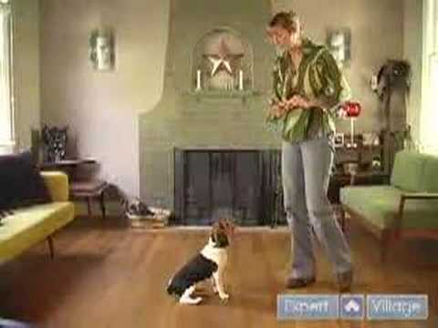 Nasıl Bir Beagle Yetiştirmek: Nasıl Bu Köpek İtaat Eğitim İpuçları Ve Teknikleri Kullanarak Oturmak, Beagle Öğretmek Resim 1