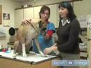 Acil Köpek Sağlık: Köpeklerin Ayak Tırnakları Kırık Tedavisi Nasıl Resim 2