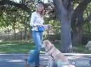 Golden Retriever Nasıl Tren : Oturmak Golden Retriever Köpek Öğretmek Nasıl 