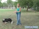 Nasıl Zor Köpek Yetiştirmek: Nasıl Kendi Adını Bir Kenar Kömür Ocağı Öğretmek