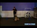 Bir Köpek Eğitmek İçin Nasıl Bir Tasma İle Yürümek İçin Bir Köpek Eğitmek İçin Nasıl  Resim 3