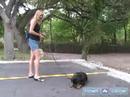 Nasıl Bir Tren Rottweiler : Rottweiler Kalmak Öğretmek  Resim 4
