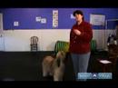 Nasıl Köpek Kalmak İçin : Öğretmek  Resim 4