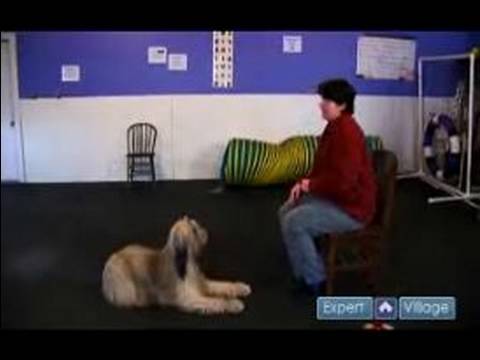 Köpek Kalmak İçin Nasıl Bir Köpek Kalmak İçin Egzersiz Yaparken Farklı Senaryo İle İlgili: Bölüm 2