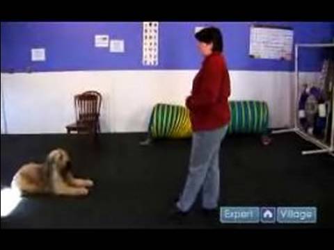 Nasıl Köpek Kalmak İçin : Köpek Kalmak Öğretirken Daha Fazla Mesafe Ekleyin  Resim 1
