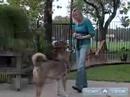 Bisiklete Binme Dersleri Yeni Başlayanlar İçin: Nasıl Bu Ücretsiz Köpek İtaat Eğitim Kursu Video Kullanarak Oturmak İçin Büyük Köpek Öğretmek Resim 2