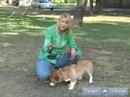 Nasıl Zor Köpek Yetiştirmek: Köpek İtaat Kullanarak Ve Eğitim Oturmak Bir Galce Corgi Öğretmek