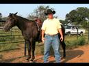 Nasıl Rodeo Team İp : Geçin, İçeri Geçin Bir At Seçin 