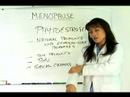 Menopoz İçin Yardımcı Hekim : Fito & Menopoz Resim 4