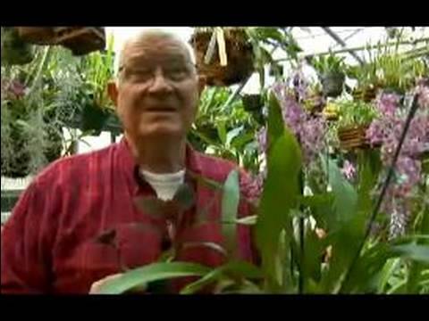 Nasıl Orkide Büyümek: Bir Teraryum İçinde Orkide Büyümek Nasıl Kapalı Orkide Büyüyen : 