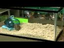 & Cüce Hamster Sahibi İçin Bakım : Cüce Hamster Popülerlik 