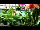 Keşfetmek Ve Takdir Orkide : Orkide Büyüyor Öğrenin  Resim 2