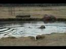 Kuş Köpekler AVI Nasıl Yapılır : Labrador Retriever Su Getirme Komuta  Resim 3