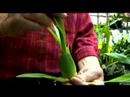 Keşfetmek Ve Takdir Orkide : Orkide Büyüyor Öğrenin  Resim 4