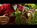 Orkide Farklı Türleri İçin : Sevecen Dendrobium Orkide Yaprakları Hakkında Bilgi  Resim 4