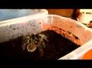 Chaco Altın Diz Tarantula İçin Evde Beslenen Hayvan Örümcek Keyif: Nasıl Bir Evde Beslenen Hayvan Chaco Tarantula Isı Resim 3