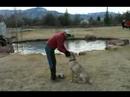 Nasıl Avı Kuş Köpek İle Yapılır: Labrador Retriever Ödüllendirmek Nasıl Resim 3