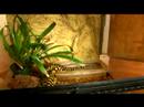 Nasıl Bakımı İçin Evde Beslenen Hayvan Kaplan Salamander: Nasıl Tiger Semenderler Hastalık Önlemek İçin Resim 3