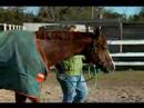 Nasıl Düzgün Senin At Kurşun: Çok Fazla İp İle Bir At Önde Gelen Resim 3