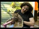 Anlayış Feral Cats: Nasıl Evcil Kediler Resim 4