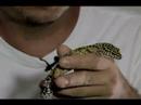 Gecko Kertenkeleleri Bakımı İçin Ne Kadar Sağlıklı Bir Kertenkele Nasıl Seçeceğini  Resim 4