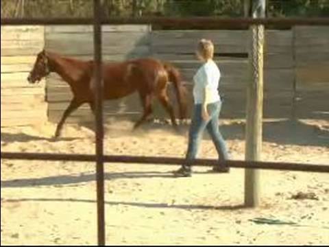 Birkaç İpuçları Basic İçin At Bakım: Nasıl Bir At Egzersiz İçin Hamle