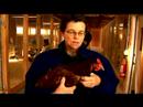 Anlayış Tavuk Ve Yumurta: Rhode Island Kırmızı Tavuk Resim 4