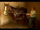 Atını Banyo Nasıl Yapılır : Su, Pt 1 İle Bir At Yıkayın Nasıl  Resim 4