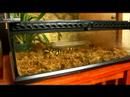 Nasıl Bakımı İçin Evde Beslenen Hayvan Kaplan Salamander: Bir Semender'ın Kafes Isıtma İçin İpuçları Resim 4