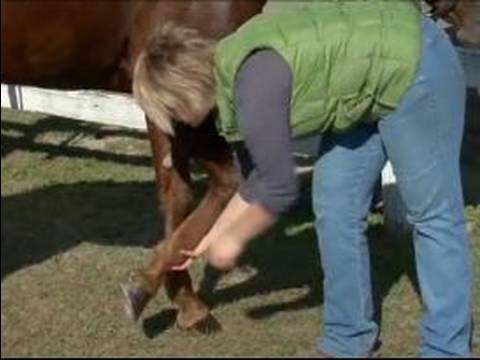 Nasıl Bir At Nalı Hooves Bakımı: Nasıl Almak Ve Bir At Toynak Yükseltmek İçin